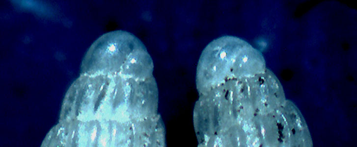 Turbonilla da identificare